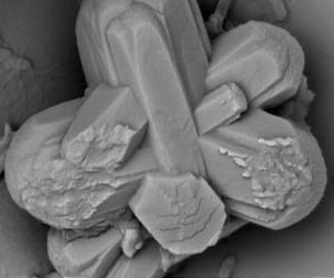 Rutgers findings may predict the future of coral reefs in a changing world