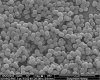 Silica can help crops survive drought