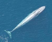 California blue whales rebound from whaling, first of their kin to do so