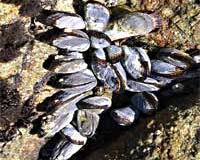 Same Species Responds Differently To Warming