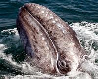 Which has a more efficient 'engine': A tuna or a whale?