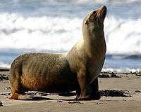 So. Cal seals show high level of DDT, PCB