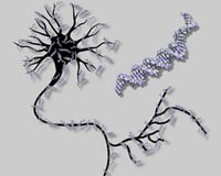 Intelligence is correlated with fewer neural connections, not more