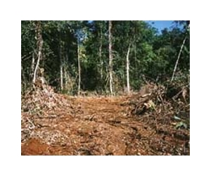 Europe wields axe against illegal timber