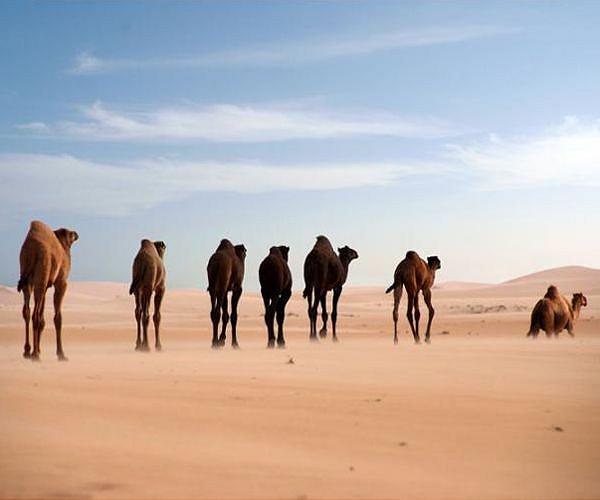 Milk, meat and might: in Somalia, 'the camel is king'