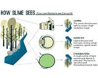 Slime can see