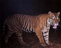 To protect tigers, scientists turn to criminal profiling algorithm
