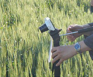 Researchers help threatened wheat crops in Asia