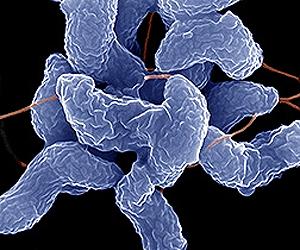 Eradicating dangerous bacteria may cause permanent harm