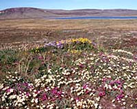 Forest Replacing Tundra At Rapid Rate
