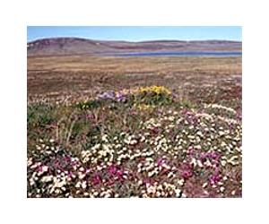 'March summer' linked to global warming