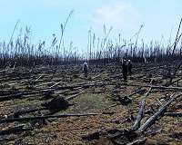 Boreal forest fires could release deep soil carbon