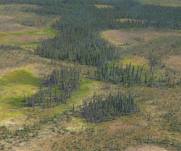 Rising atmospheric CO2 concentrations globally affect photosynthesis of peat-forming mosses
