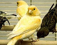 Blue Planet: What Bird Brains Can Tell Us