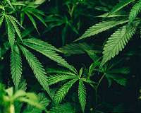 Could hemp nanosheets topple graphene for making the ideal supercapacitor?
