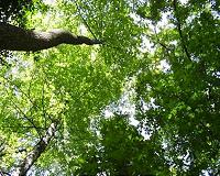 A New Hope: GEDI to Yield 3D Forest Carbon Map