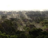 Colombia to plant eight million trees for conflict victims
