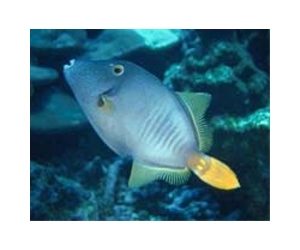 Brain Size Determines Whether Fish Hunters Or Slackers