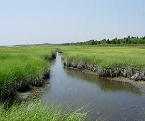 How plant communities endure stress