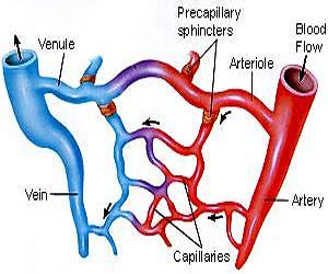 Surprise origin for coronary arteries could speed advances in regenerative medicine