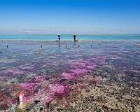 Researchers find 'catastrophic' coral die-off on Great Barrier Reef