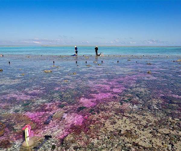 Australia tackles poor Great Barrier Reef water quality