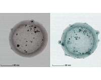 New microscopy method for quick and reliable 3-D imaging of curvilinear nanostructures