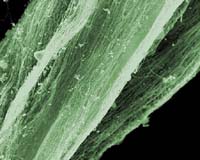 Scientists Produce Long, Hair-Like Nanotubes