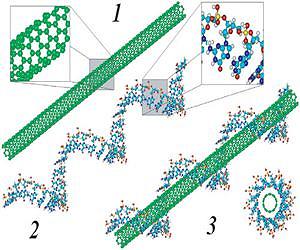 New biosensor benefits from melding of carbon nanotubes, DNA