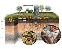 Carbon Storage Wars