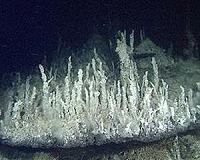 Researchers find deepest high-temperature hydrothermal vents in Pacific
