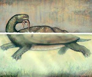 Turtle species not extinct: it never existed, study