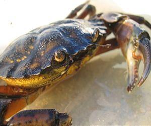Invasive crabs help Cape Cod marshes