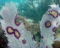 Some Corals Might Be Able To Fight The Heat