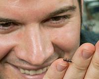 With Their Amazing Necks, Ants Don't Need High Hopes to Do Heavy Lifting
