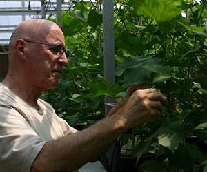 Unique lab seeks drought-tolerant traits in cotton, other plants