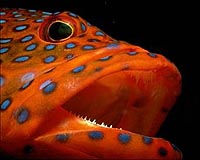 Fish are shrinking in response to global warming: study