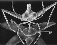 Ancient Insect Offers Halloween Inspirations