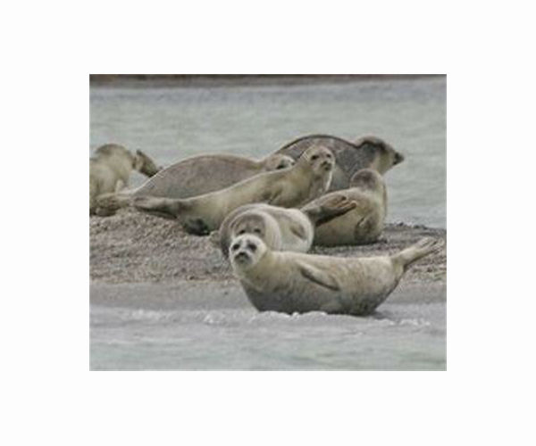 Kazakhstan reports 2,000 deaths of rare seal in a month