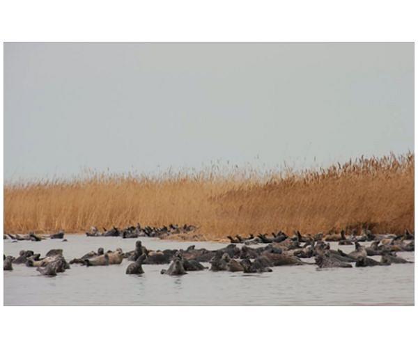 Seals, birds under threat in new 'red list' of endangered species