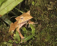 Timber Harvest Impacts Amphibians Differently During Life Stages