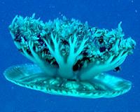 Biologists discover lake full of jellyfish in India
