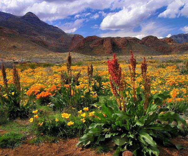 Biden protects two giant US wilderness areas