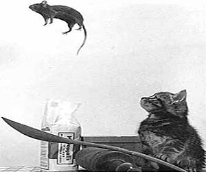 The Friend Of My Enemy Is My Enemy