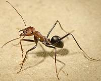 How ants navigate homeward - forward, backward, or sideward