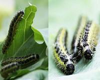 The secret weapons of cabbages: Overcome by butterfly co-evolution