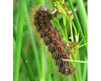 Re-thinking plant and insect diversity