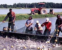 US Farm-Raised Catfish Featured At Sustainable Seafood Event