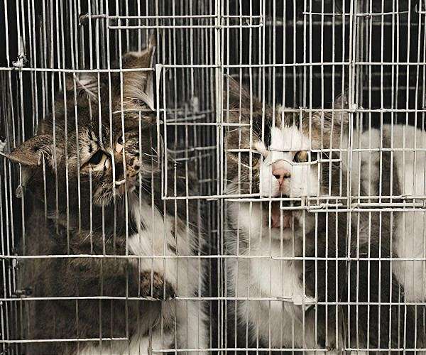 Hissed off: San Juan cat removal plan prompts outcry, lawsuit