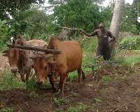 New study details the genetic evolution of domesticated animals